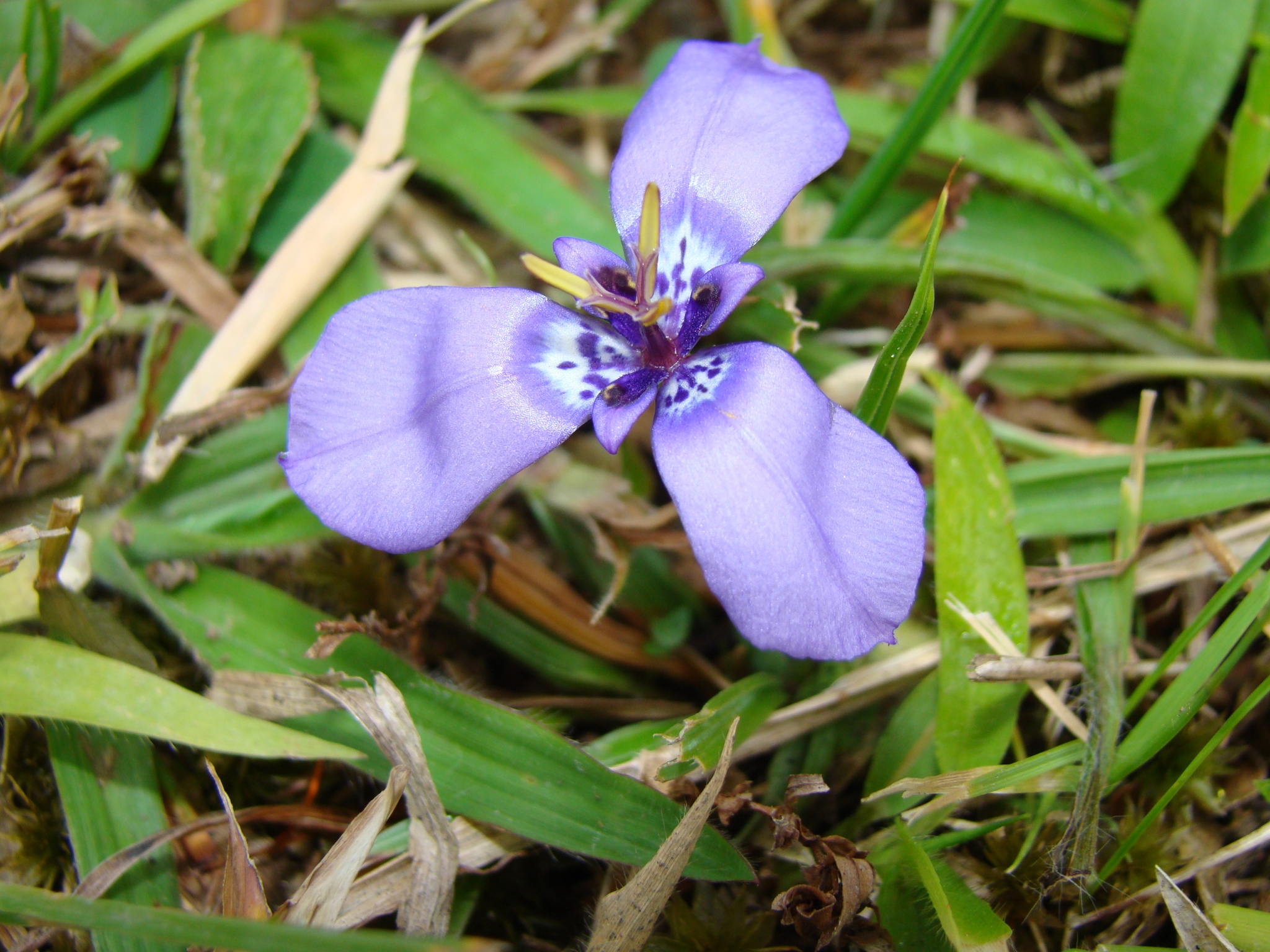 Herbertia lahue