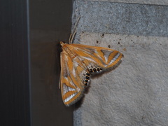 Eoophyla conjunctalis