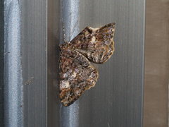 Alcis taiwanovariegata