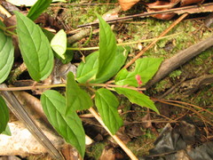 Scutellaria longifolia