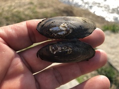 Nodularia douglasiae