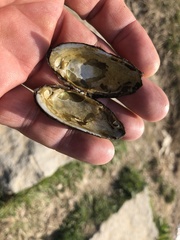 Nodularia douglasiae