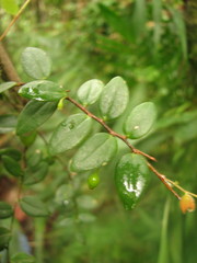 Sphyrospermum buxifolium