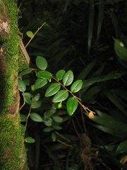 Sphyrospermum buxifolium