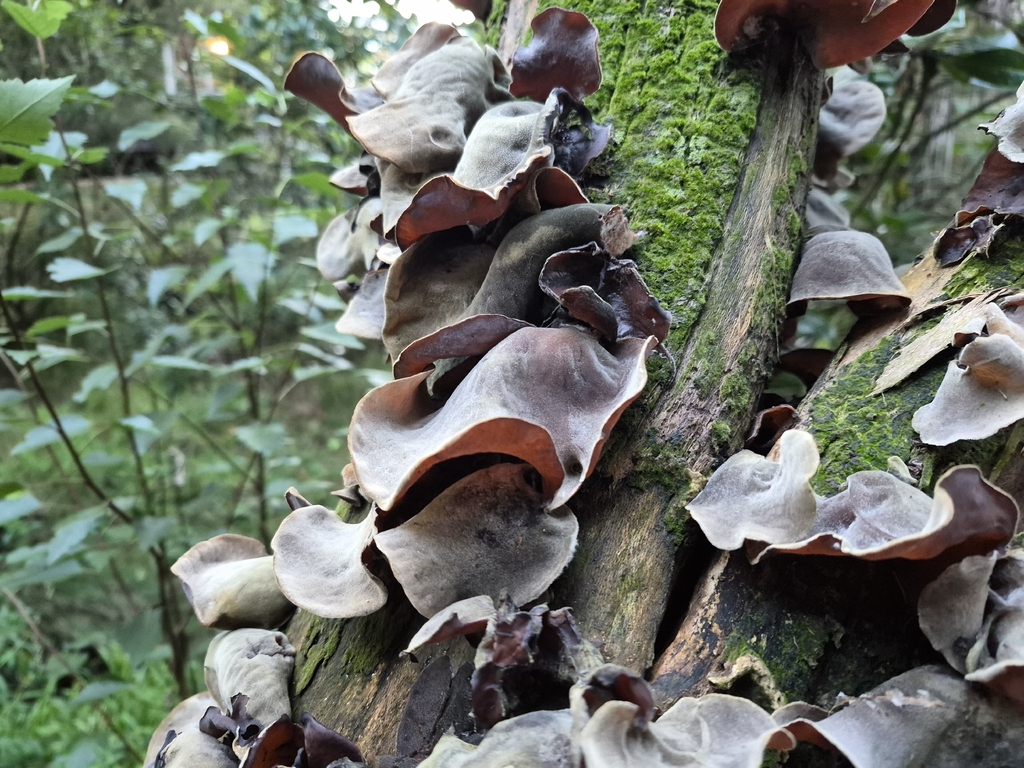 Auricularia cornea · April 2026 · photo: © prosperosity (iNaturalist, cc-by)
