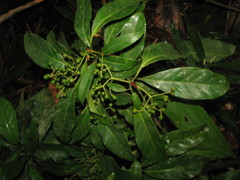 Ocotea macrophylla