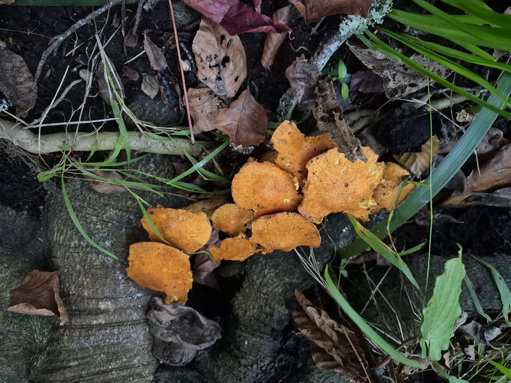 Gymnopilus junonius · April 2026 · photo: © prosperosity (iNaturalist, cc-by)