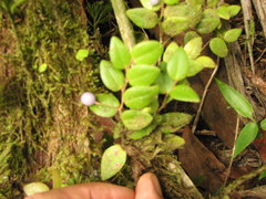 Sphyrospermum buxifolium