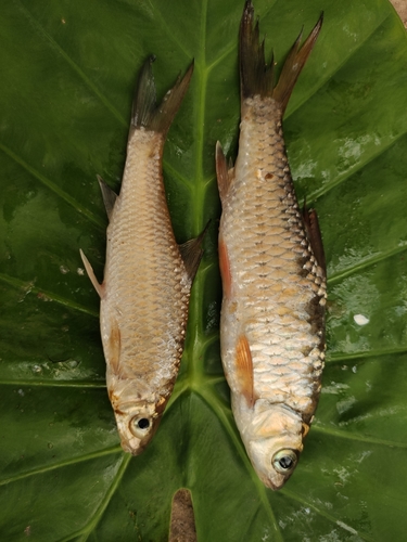 Poropuntius huangchuchieni · BioDiversity4All