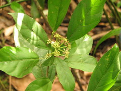 Dendropanax arboreus