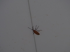 Dysdercus fuscomaculatus