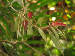 Columnea sulfurea