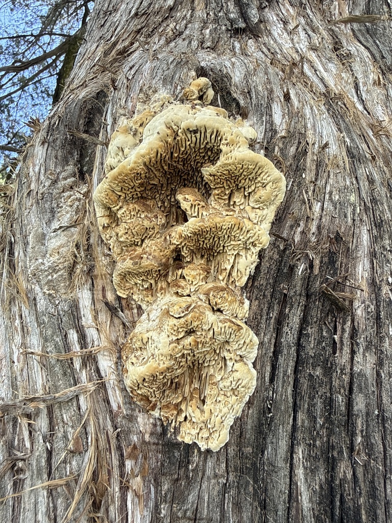 Fomitopsis juniperina