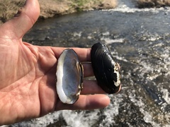 Nodularia douglasiae