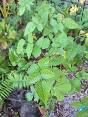 Rubus probus, photograph (c) Kirsten Bywater, some rights reserved (CC BY-SA)