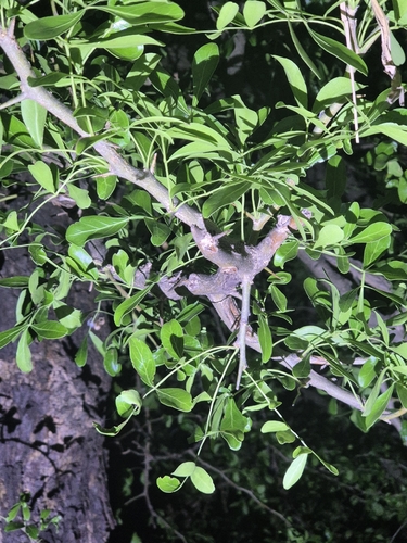 Limonia acidissima, photograph 6