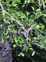Limonia acidissima, photograph (c) Siya ul haque, some rights reserved (CC BY)