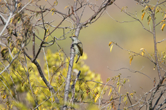 Nesoctites micromegas