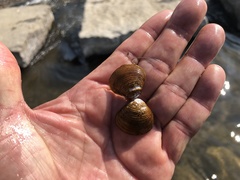 Corbicula fluminea