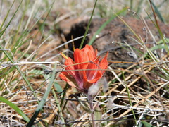 Castilleja brevilobata