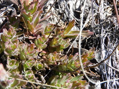 Castilleja brevilobata