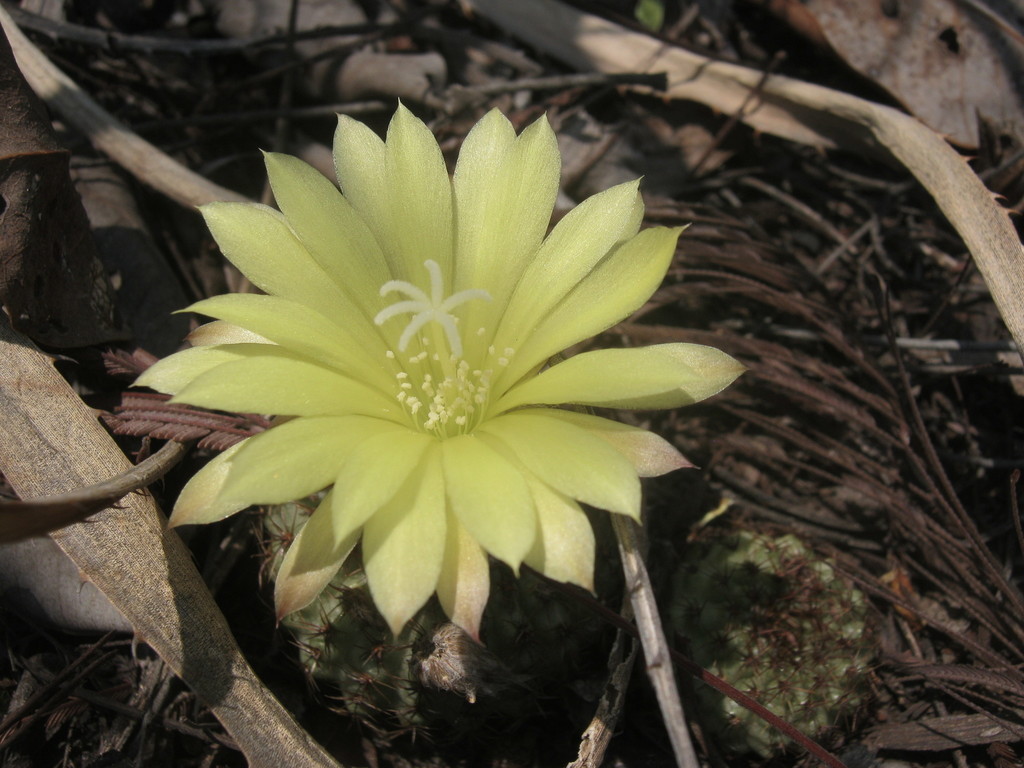 Frailea chiquitana, Provincia de Chiquitos, Bolivia