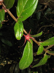 Columnea sulfurea