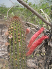 Cleistocactus samaipatanus