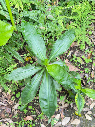 Amischotolype glabrata, photograph 6