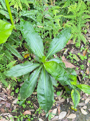 Amischotolype glabrata, photograph (c) Kiwi Shen, some rights reserved (CC BY)