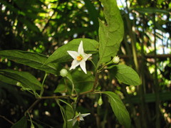 Lycianthes nitida