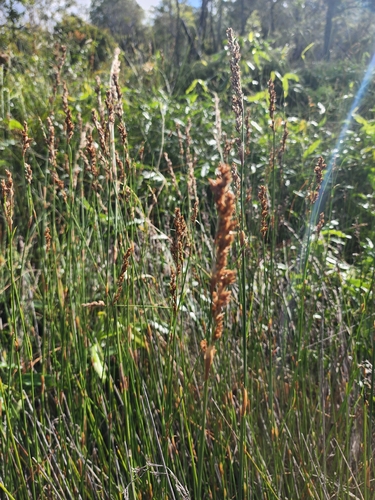 Lepyrodia scariosa observed 2026-04-25