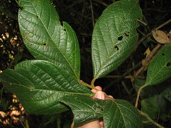 Ocotea macrophylla