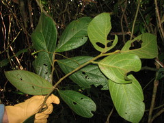 Ocotea macrophylla