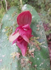 Pleurothallis dewildei