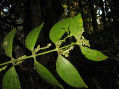 Phoradendron chrysocladon