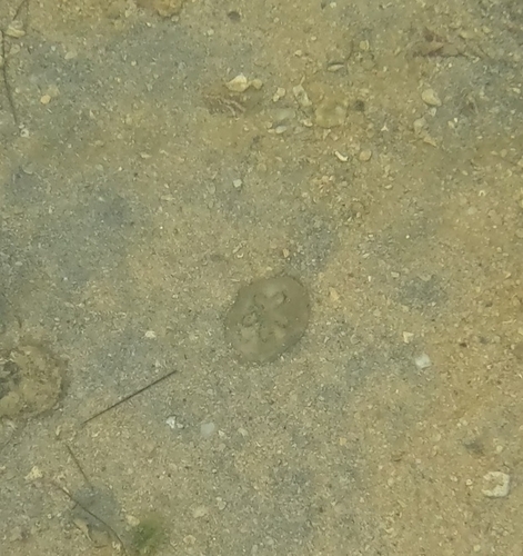 Clypeaster humilis observed 2026-04-25