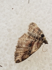 Costaconvexa