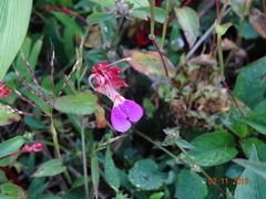 Impatiens bracteata