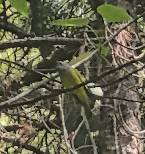 Grey-headed Canary-Flycatcher