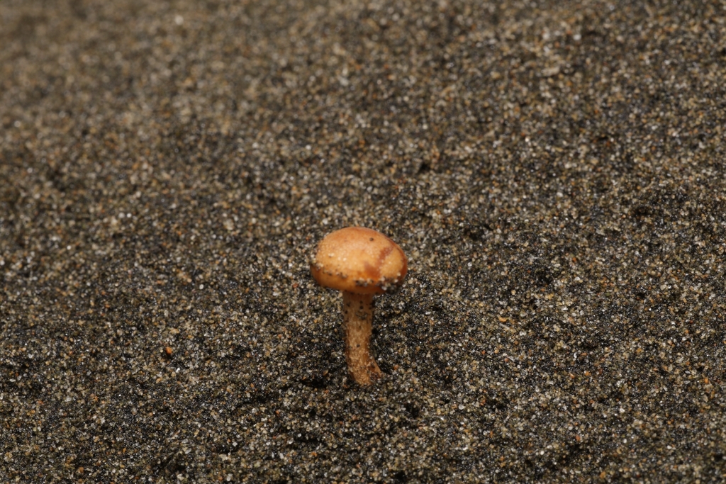 Psathyrella ammophila · April 2026 · photo: © andrianl (iNaturalist, cc-by)