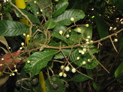 Meliosma