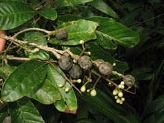 Meliosma