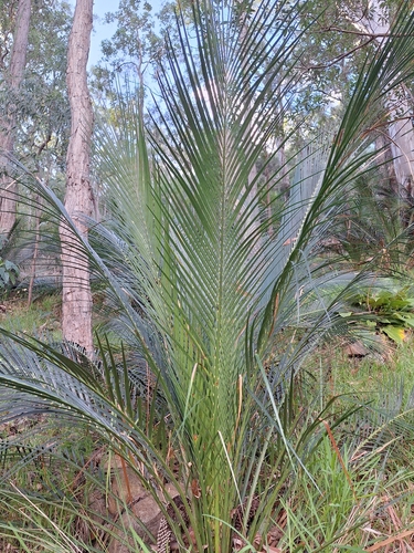Macrozamia miquelii, photograph 2