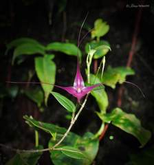 Brachionidium imperiale