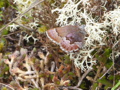 Callophrys mossii