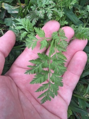 Torilis nodosa