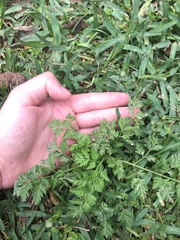 Torilis nodosa