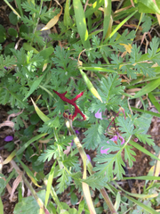 Synchytrium papillatum