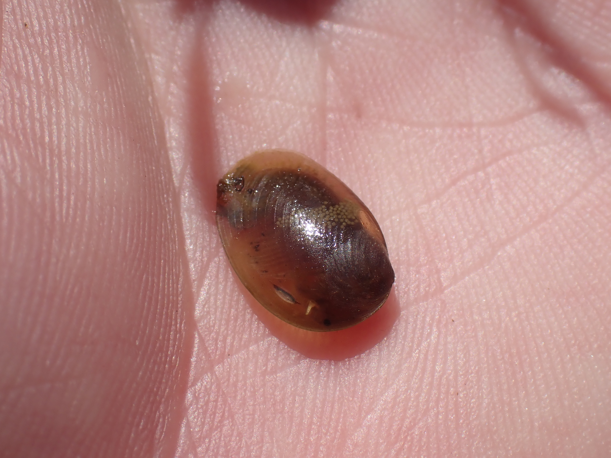 Cyzicus californicus (Packard, 1874)